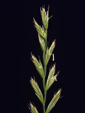 Ivraie multiflore (Lolium multiflorum)_2