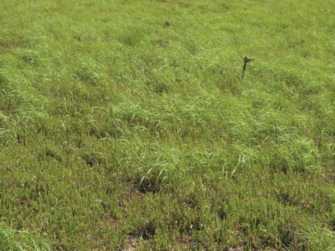 Léersie faux-riz (Leersia oryzoides)_7