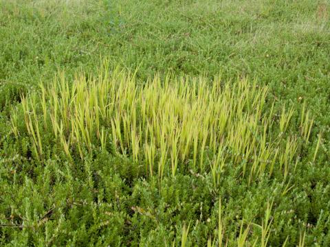 Léersie faux-riz (Leersia oryzoides)_10