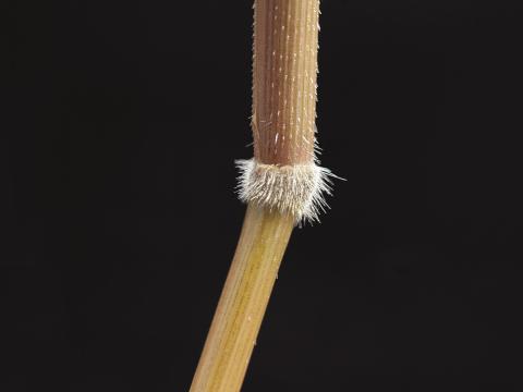 Léersie faux-riz (Leersia oryzoides)_17