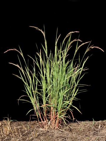 Muhlenbergie feuillée (Muhlenbergia frondosa)_1