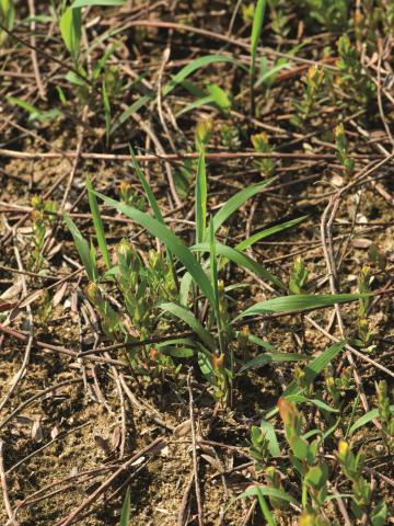 Muhlenbergie feuillée (Muhlenbergia frondosa)_7