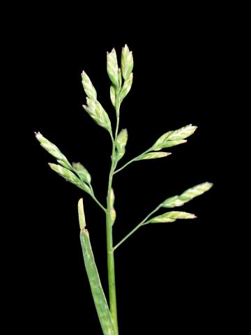 Pâturin annuel (Poa annua)_5