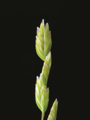 Pâturin annuel (Poa annua)_8