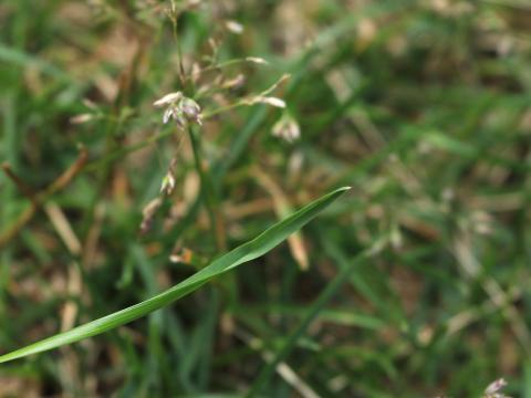 Pâturin annuel (Poa annua)_13