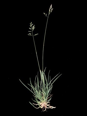 Pâturin prés (Poa pratensis)_1