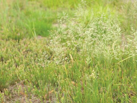 Pâturin prés (Poa pratensis)_8