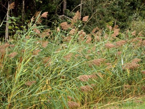 Roseau commun (Phragmites australis)_1