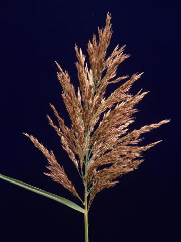 Roseau commun (Phragmites australis)_2