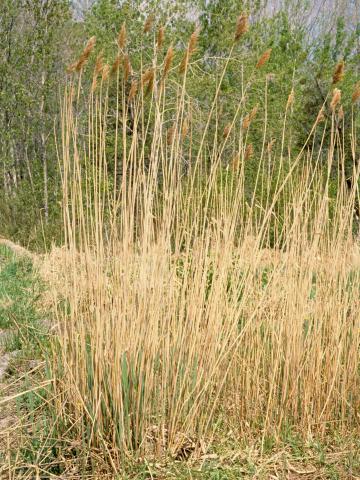 Roseau commun (Phragmites australis)_3