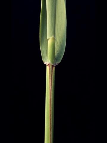 Roseau commun (Phragmites australis)_4