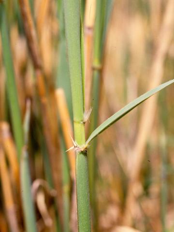 Roseau commun (Phragmites australis)_7