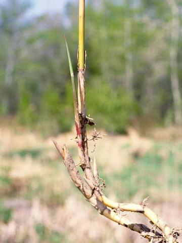 Roseau commun (Phragmites australis)_8