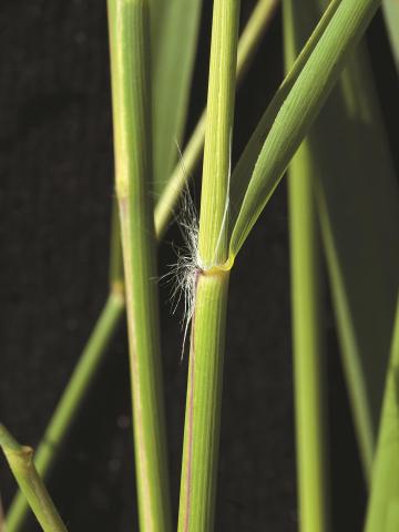 Roseau commun (Phragmites australis)_13