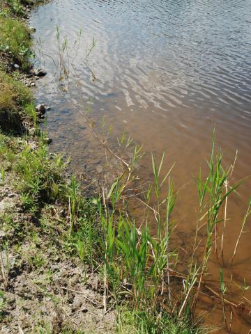 Roseau commun (Phragmites australis)_15