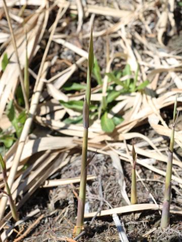 Roseau commun (Phragmites australis)_19