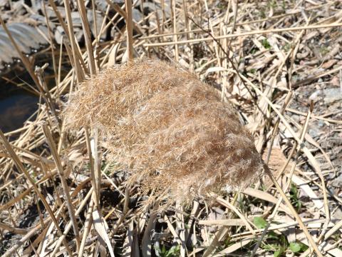 Roseau commun (Phragmites australis)_25