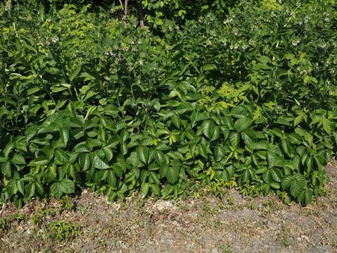 Herbe à puce (Toxicodendron radicans)_15