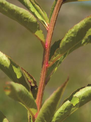 Penthorum faux-orpin (Penthorum sedoides)_4