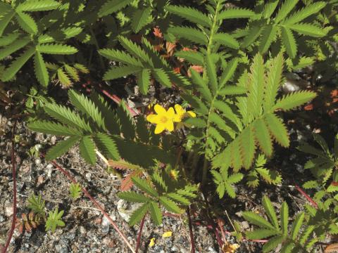 Potentille ansérine (Potentilla anserina)_3