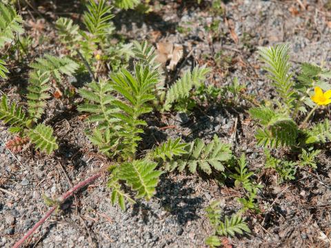 Potentille ansérine (Potentilla anserina)_8