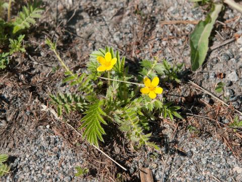 Potentille ansérine (Potentilla anserina)_9