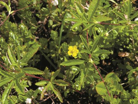 Potentille simple (Potentilla simplex)_3