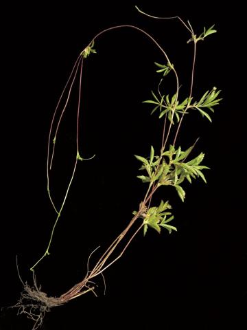 Potentille simple (Potentilla simplex)_7