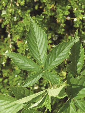 Ronce Alléghanys (Rubus allegheniensis)_1