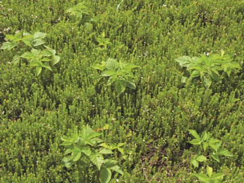 Ronce Alléghanys (Rubus allegheniensis)_8