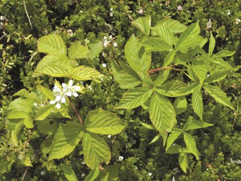 Ronce Alléghanys (Rubus allegheniensis)_10