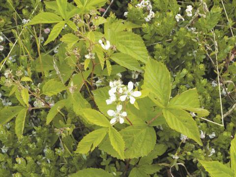 Ronce Alléghanys (Rubus allegheniensis)_11