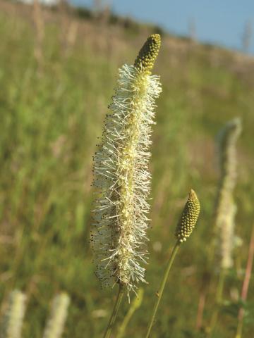 Sanguisorbe Canada (Sanguisorba canadensi)_3