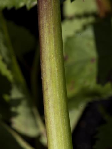 Sanguisorbe Canada (Sanguisorba canadensi)_4