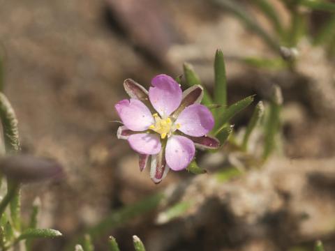 Spergulaire rouge(Spergularia rubra)_6