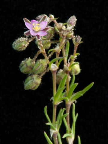 Spergulaire rouge(Spergularia rubra)_8