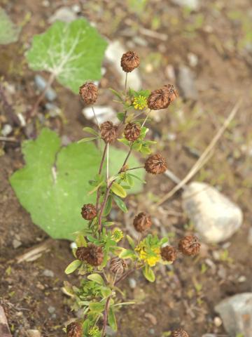 Trèfle doré(Trifolium aureum)_2