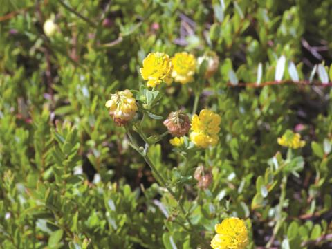 Trèfle doré(Trifolium aureum)_3