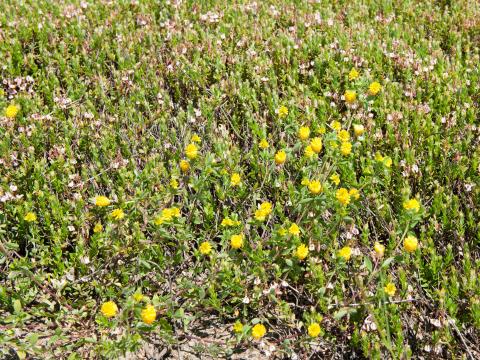 Trèfle doré(Trifolium aureum)_4