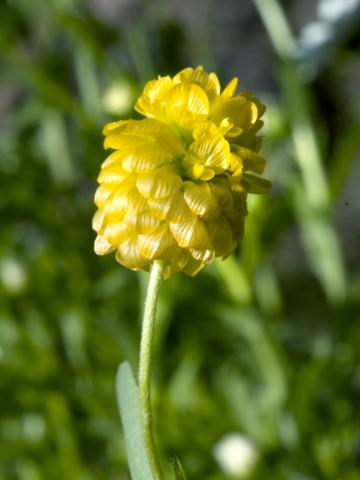 Trèfle doré(Trifolium aureum)_5