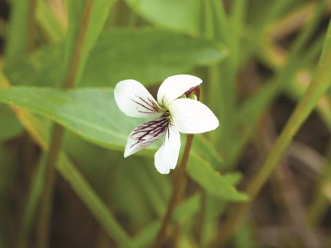 Violette lancéolée(Viola lanceolata)_3