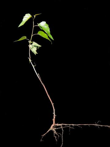 Bouleau gris(Betula populifolia)_2