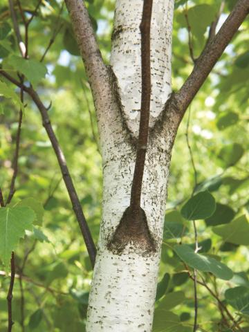 Bouleau gris(Betula populifolia)_5