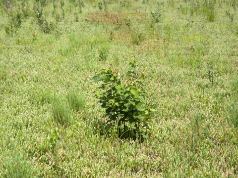 Bouleau gris(Betula populifolia)_8