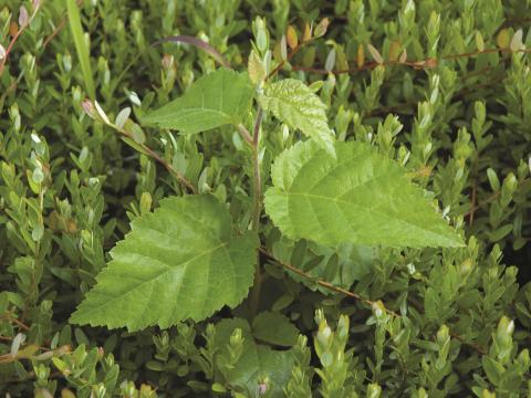 Bouleau blanc(Betula papyrifera)_1