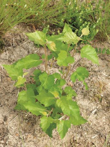 Bouleau blanc(Betula papyrifera)_8