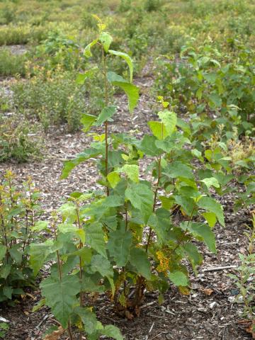 Bouleau blanc(Betula papyrifera)_9