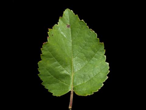 Bouleau blanc(Betula papyrifera)_10