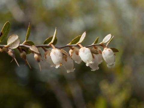 Cassandre caliculé(Chamaedaphne calyculata)_1