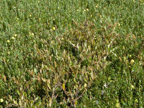 Cassandre caliculé(Chamaedaphne calyculata)_3